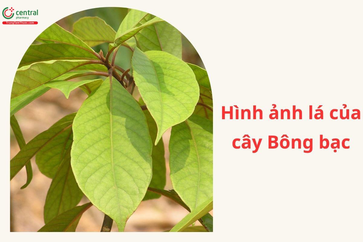 Tác dụng của cây Bông bạc