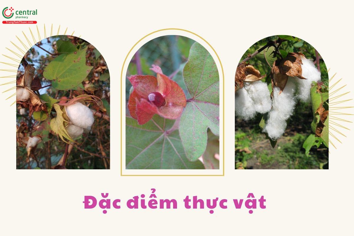 Đặc điểm thực vật