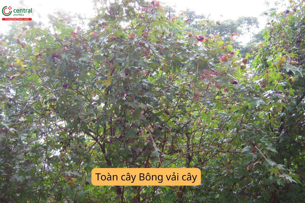 Toàn cây Bông vải cây
