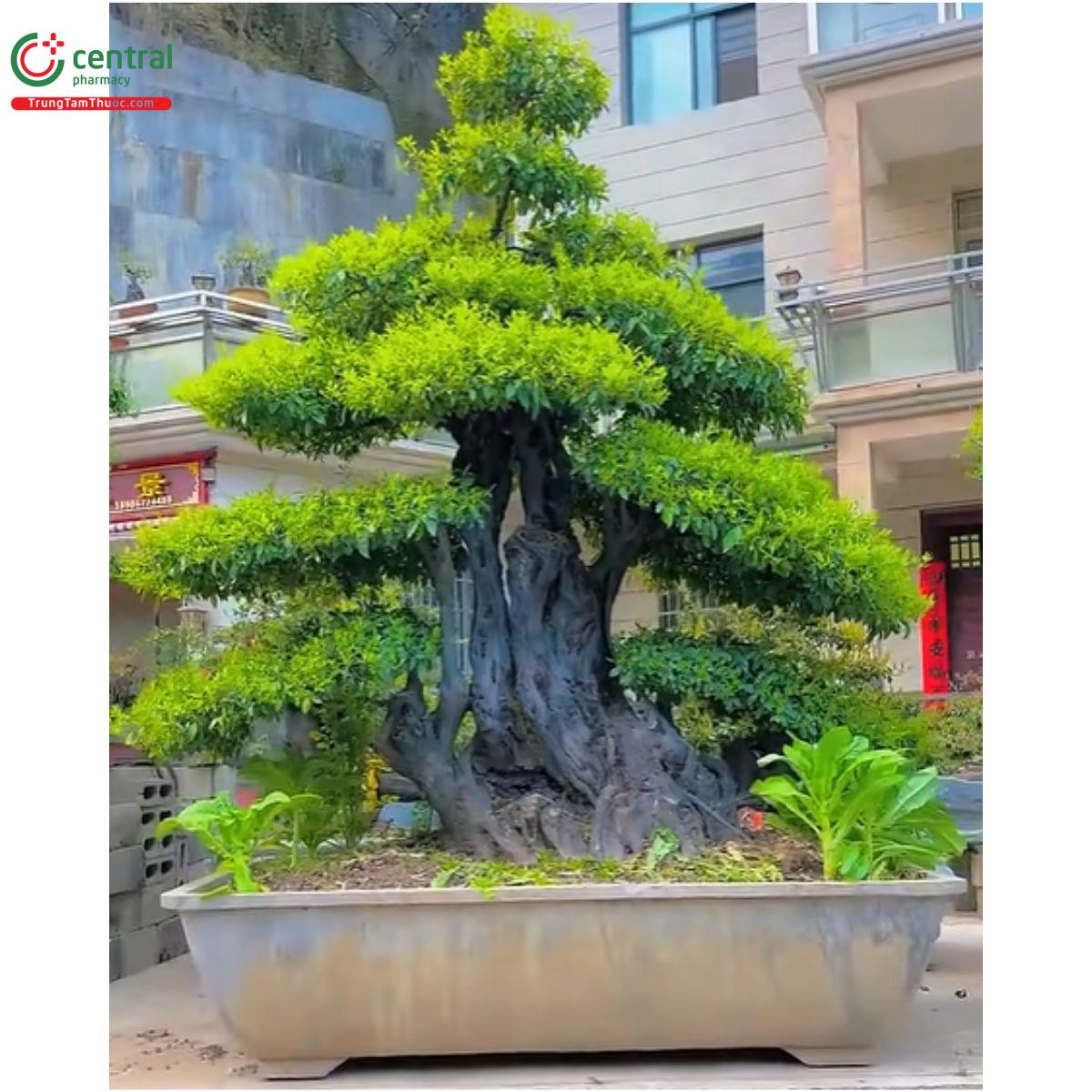 Hình ảnh cây hồng cẩm thạch dáng đẹp