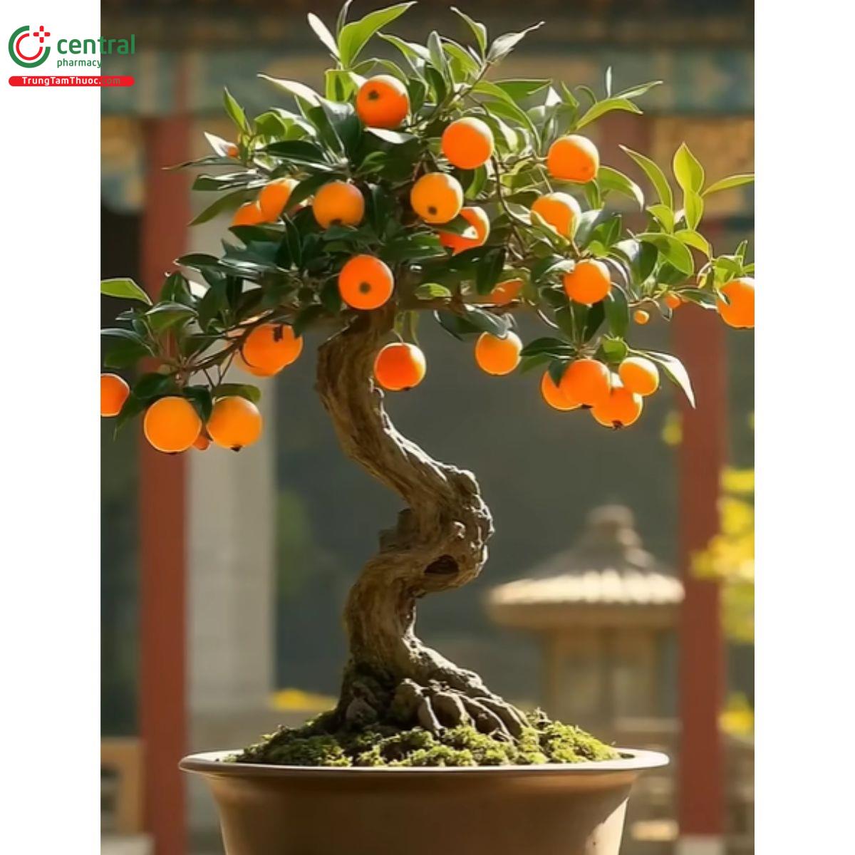 Hình ảnh cây hồng cẩm thạch với quả chín