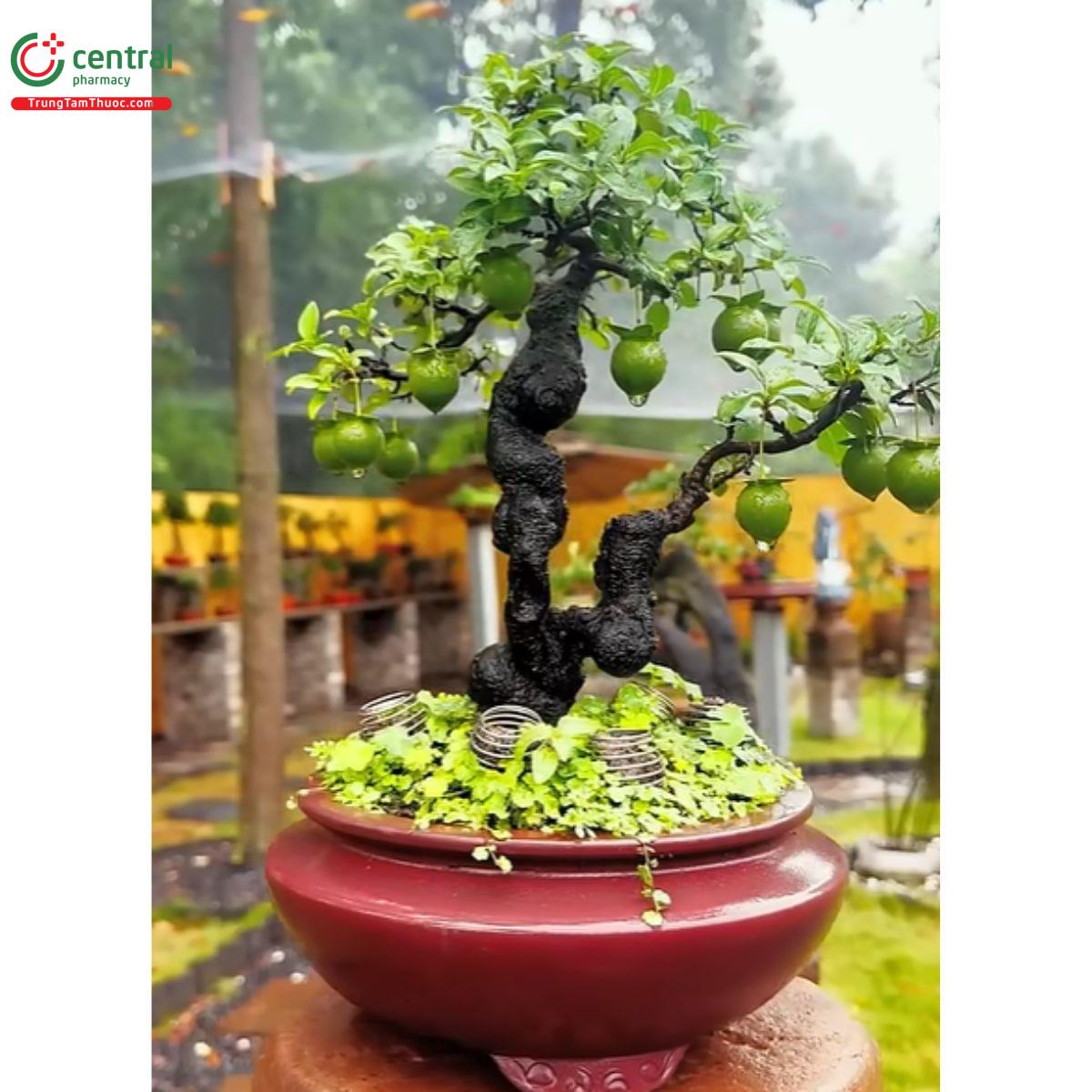 Hình ảnh cây hồng cẩm thạch với quả chín