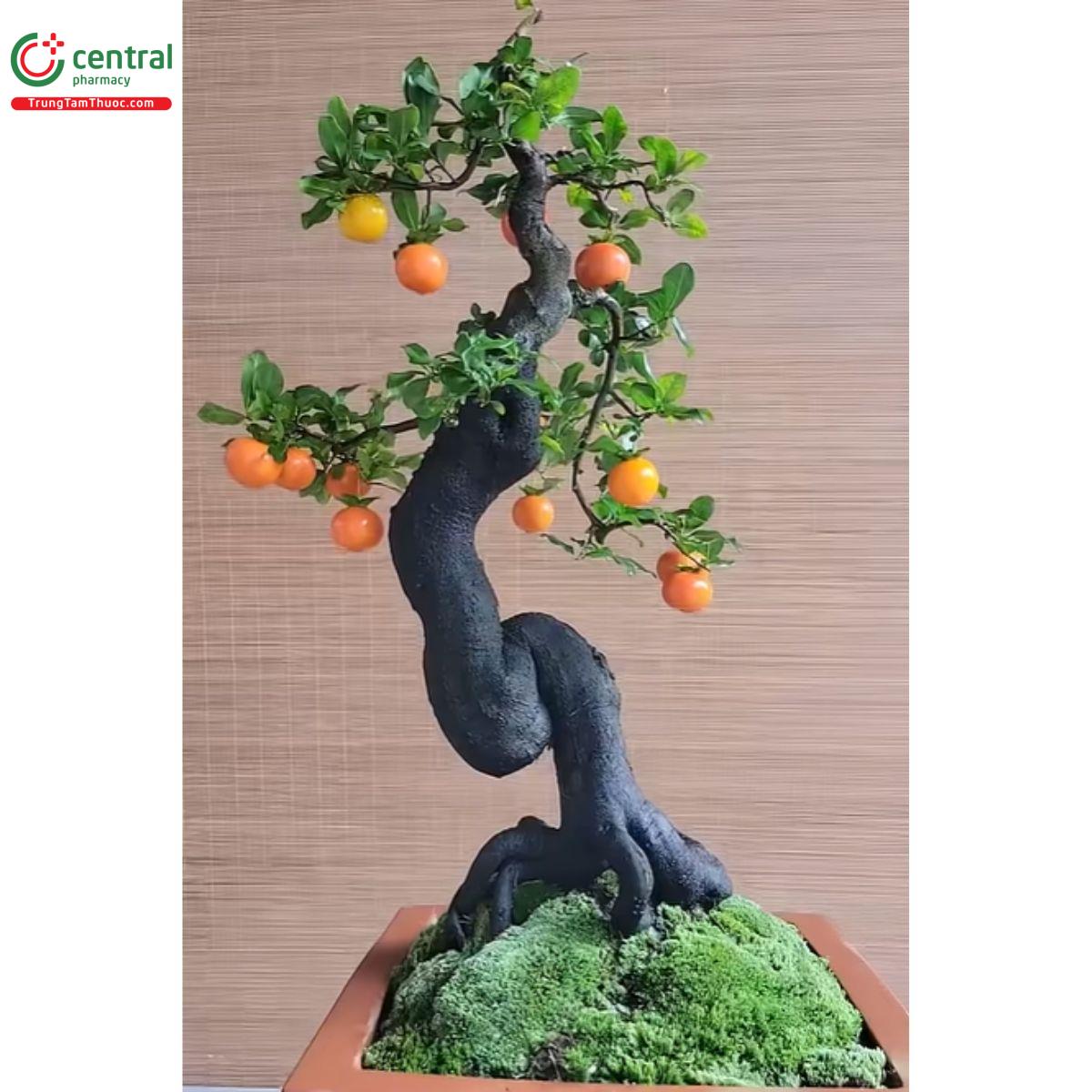 Hình ảnh cây hồng cẩm thạch với quả chín