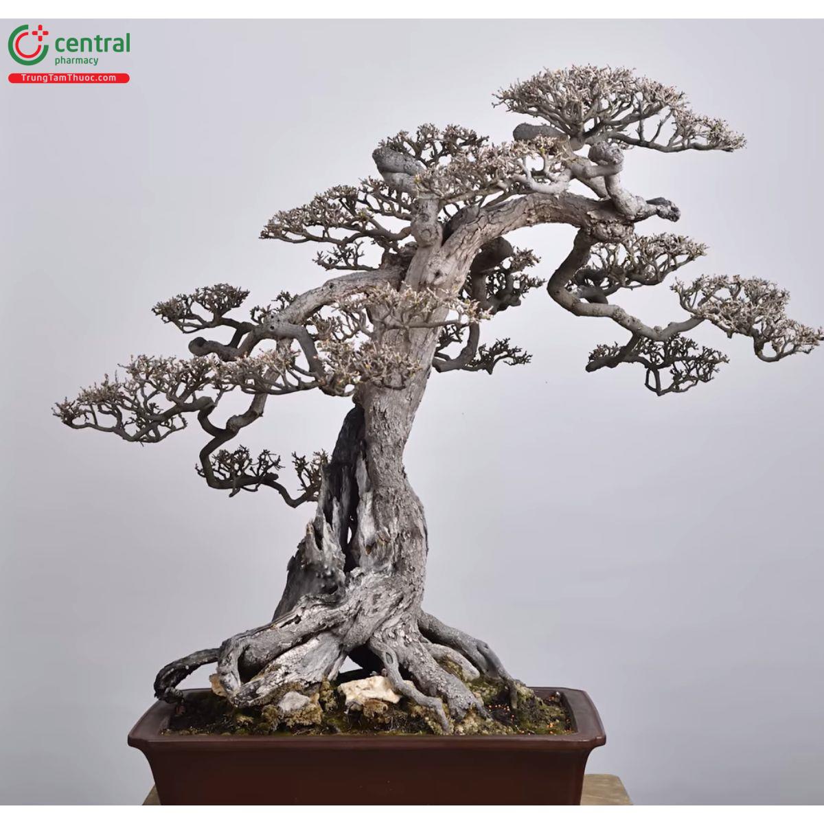 Hình ảnh cây hồng cẩm thạch