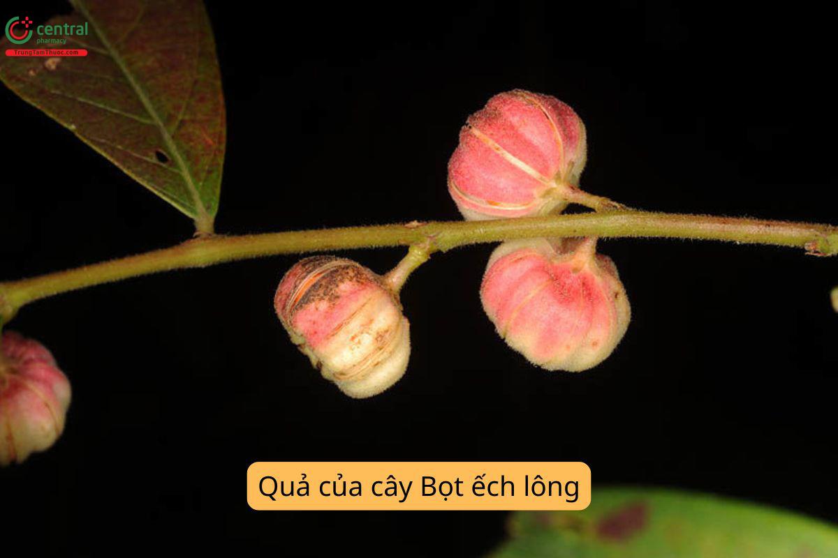 Đặc điểm thực vật