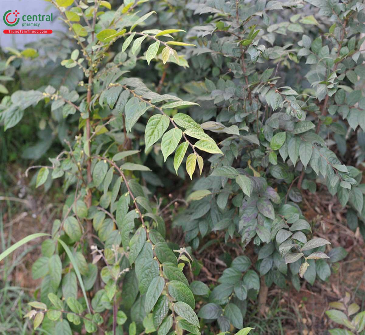 Tác dụng của cây Bọt ếch lông