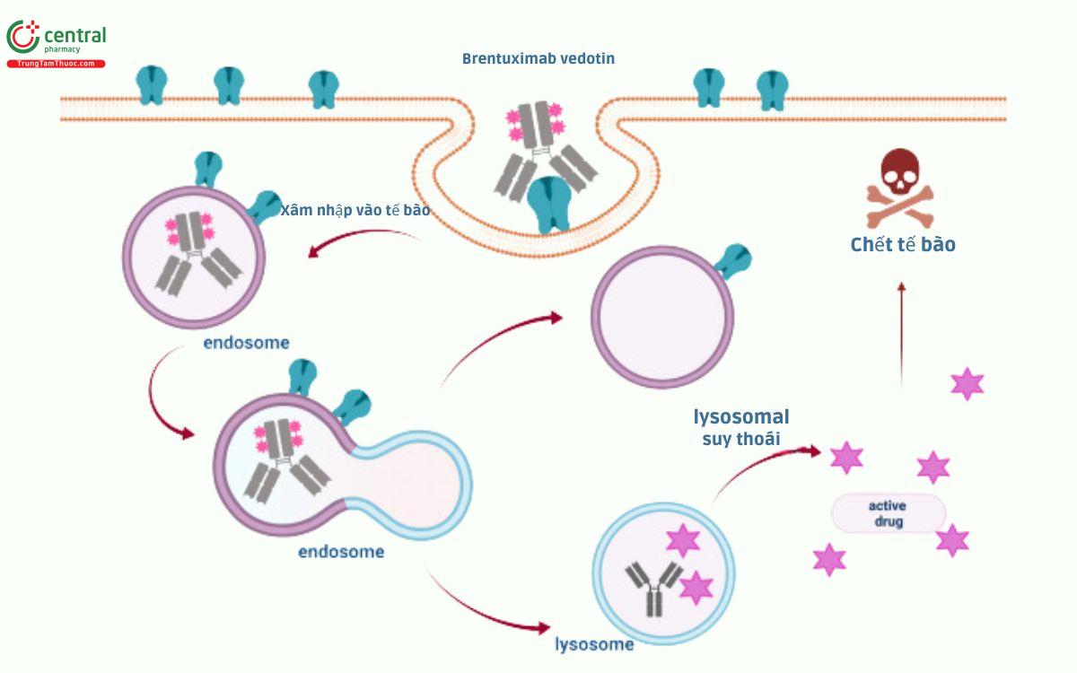 Cơ chế Brentuximab vedotin