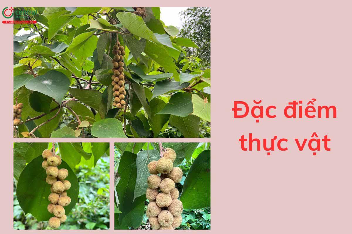 Đặc điểm thực vật