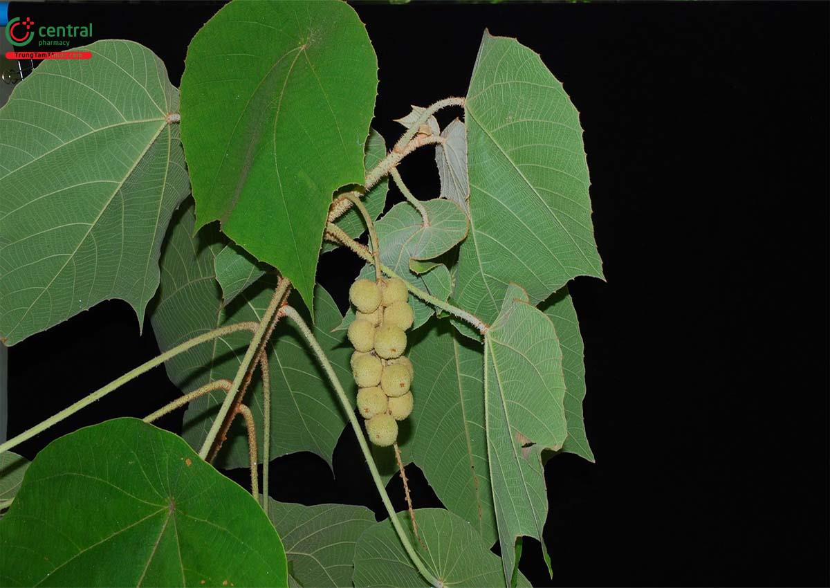 Đặc điểm phân bố