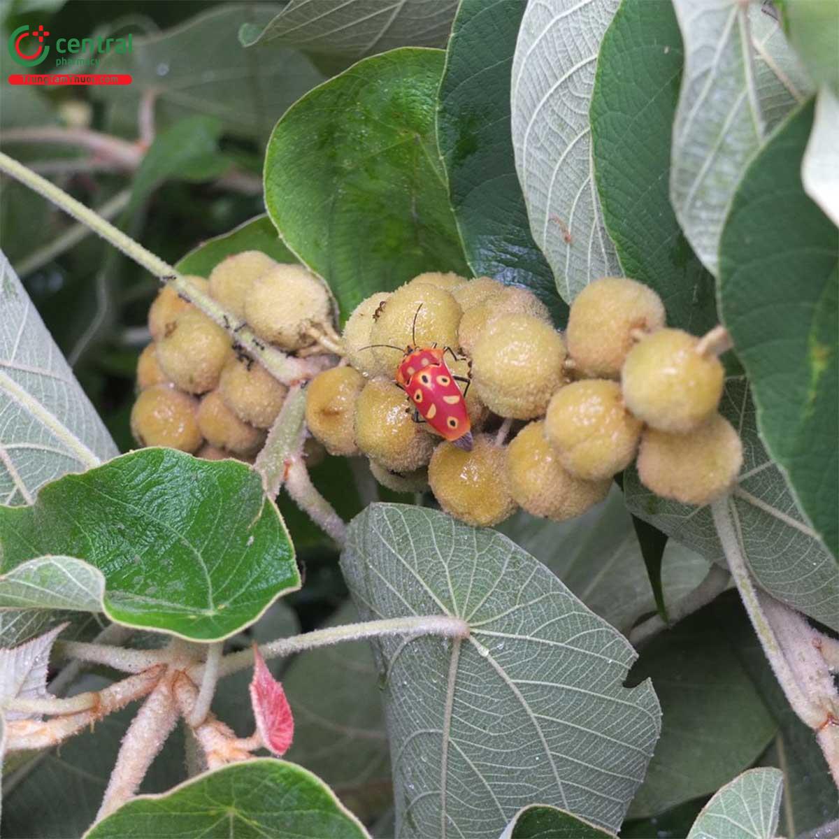 Thành phần hóa học