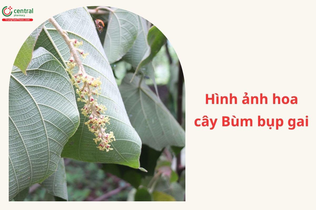 Công dụng theo Y học cổ truyền
