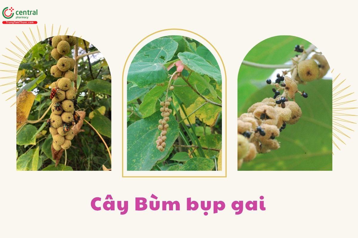 Toàn cây Bùm bụp gai
