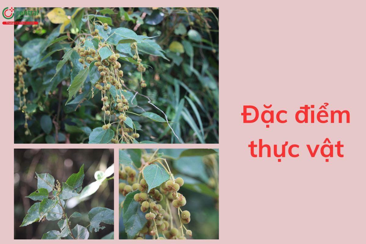 Đặc điểm thực vật