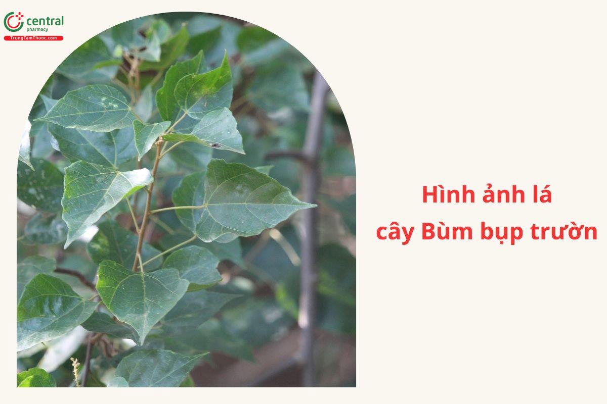 Thu hái và chế biến