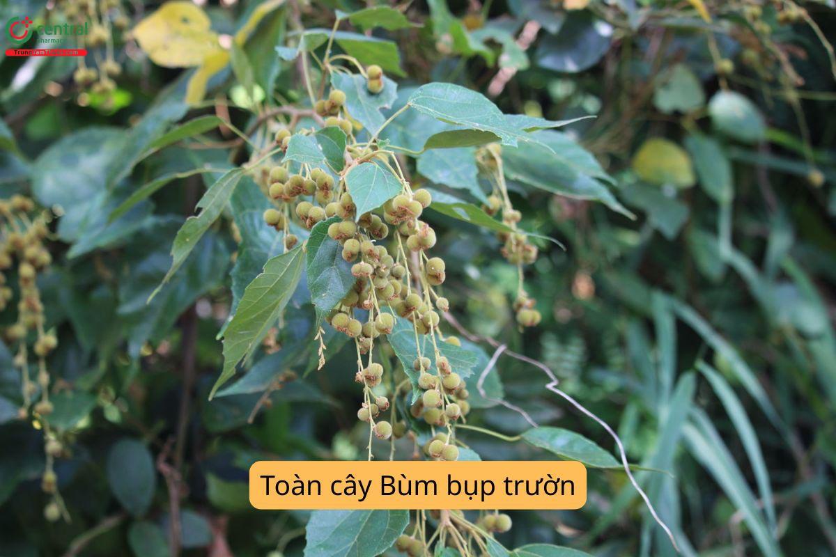 Đặc điểm phân bố