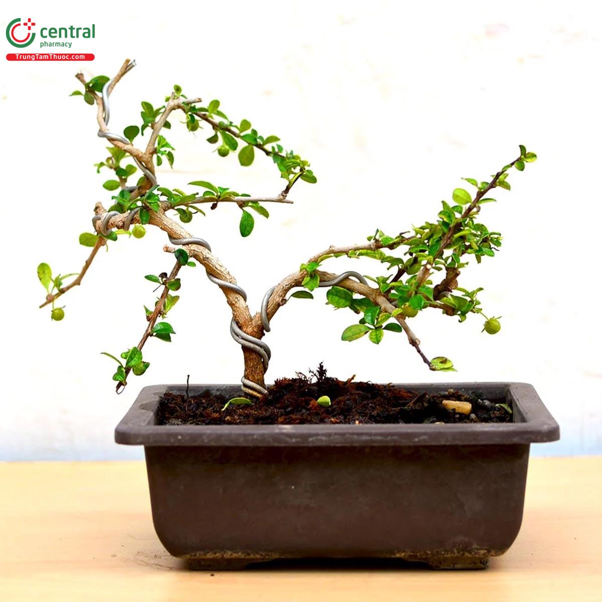 Bùm sụm bonsai dáng đẹp