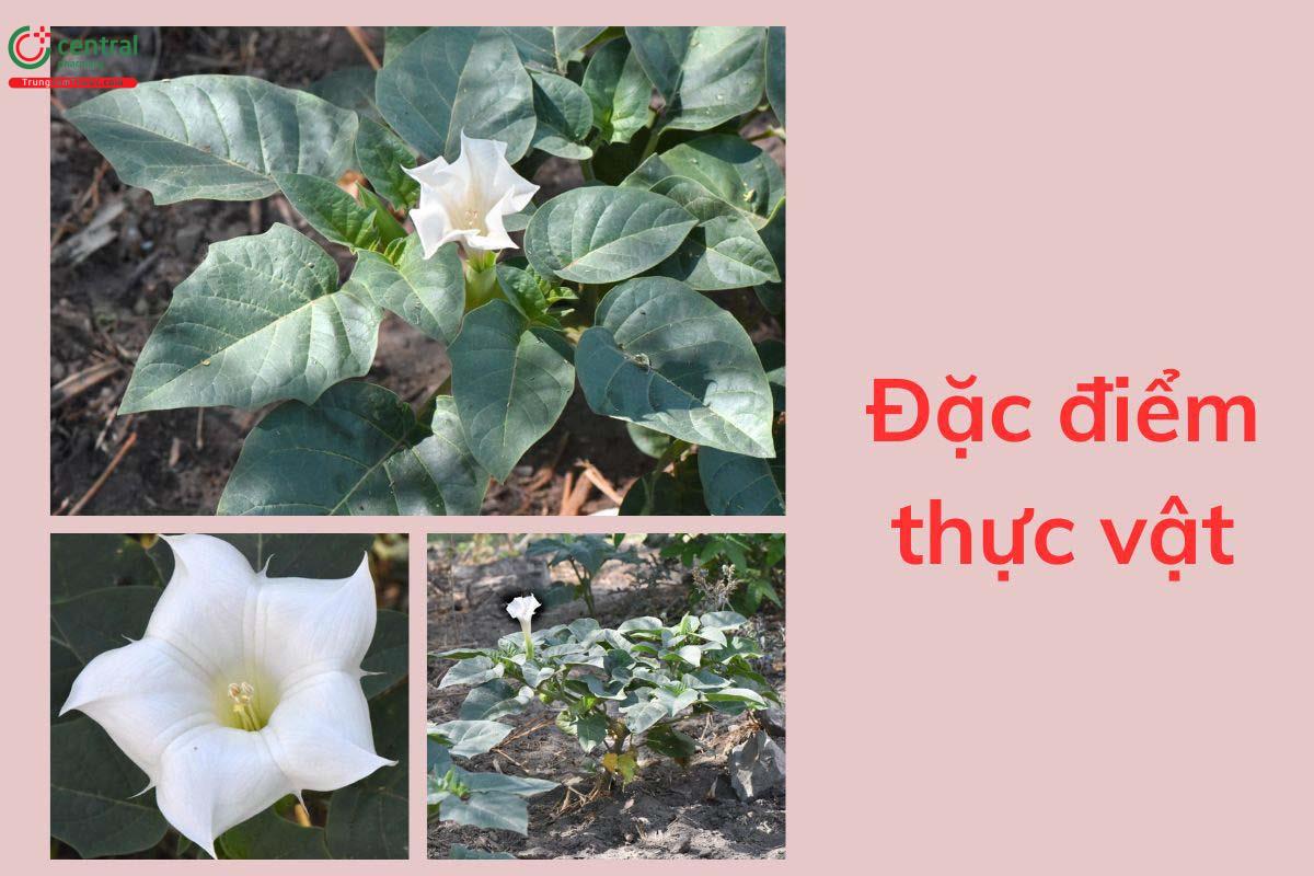 Đặc điểm thực vật