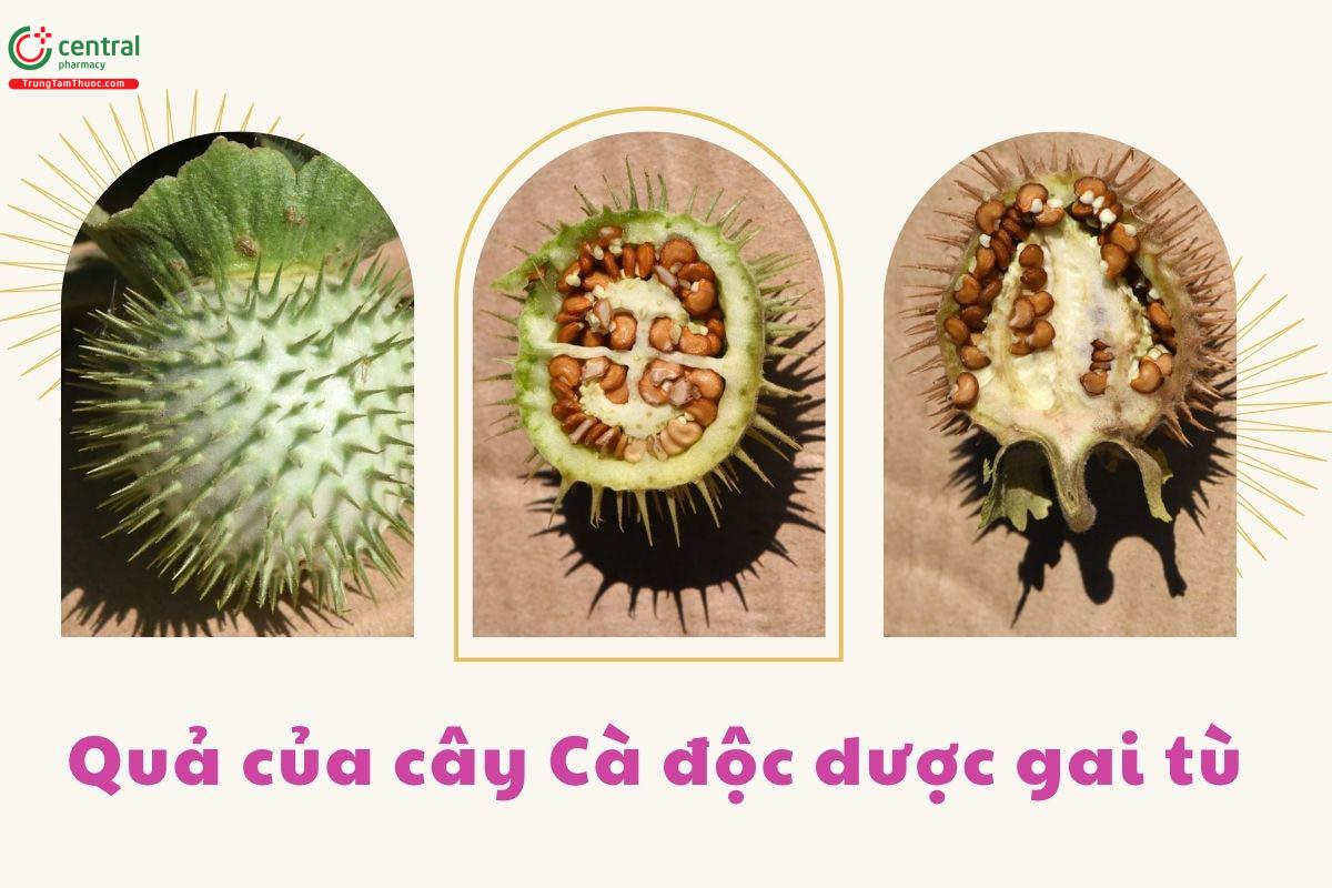 Đặc điểm phân bố