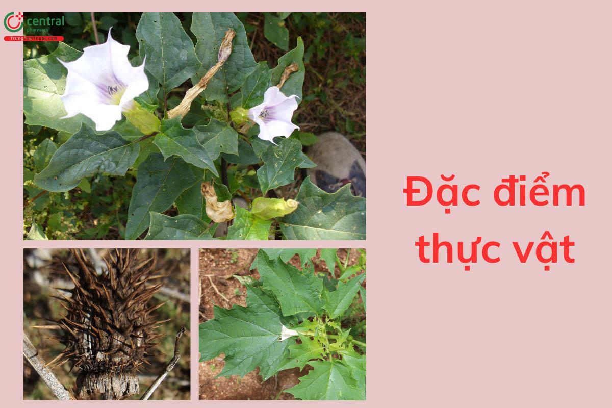 Đặc điểm thực vật