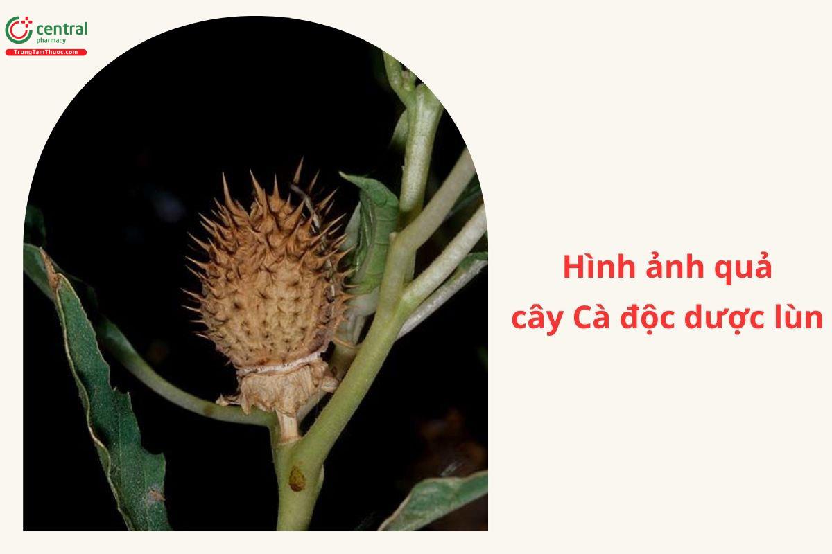 Thành phần hóa học