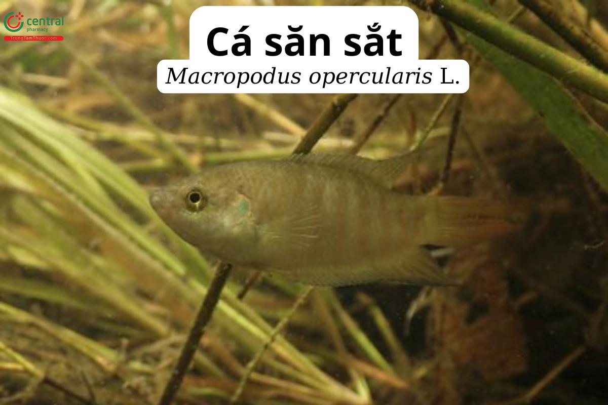 Cá săn sắt