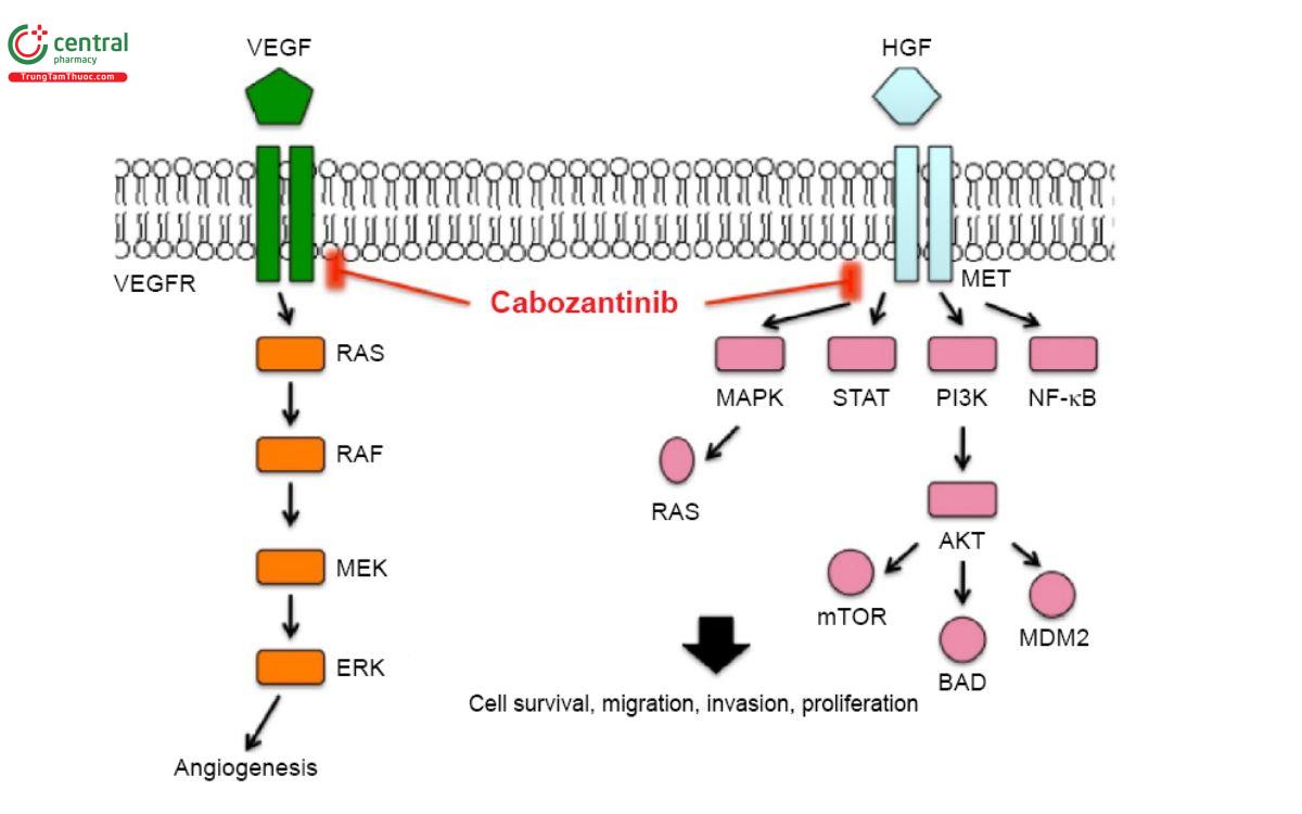 Cơ chế của thuốc Cabozantinib