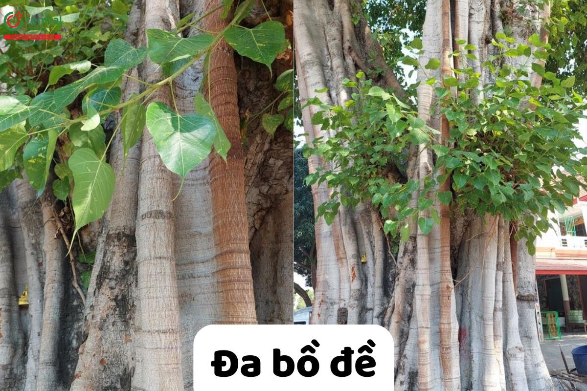 Đa bồ đề