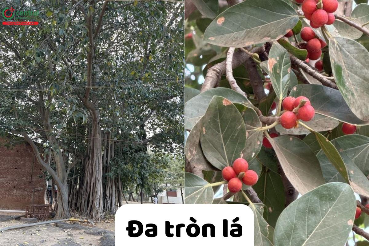 Đa tròn lá