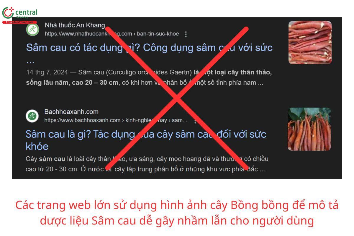 Các trang web lớn sử dụng hình ảnh rễ cây Bồng bồng để mô tả dược liệu Sâm cau gây nhầm lẫn cho người tiêu dùng