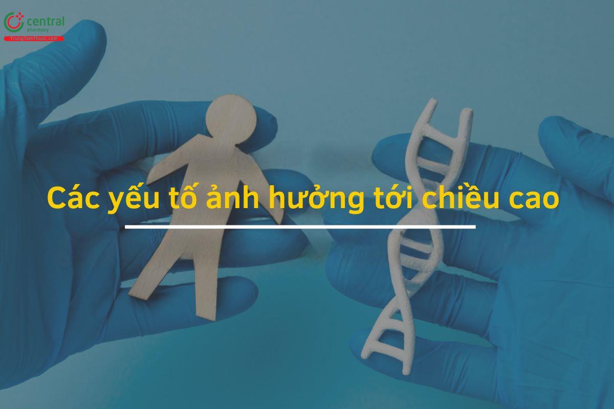 Các yếu tố ảnh hưởng tới chiều cao