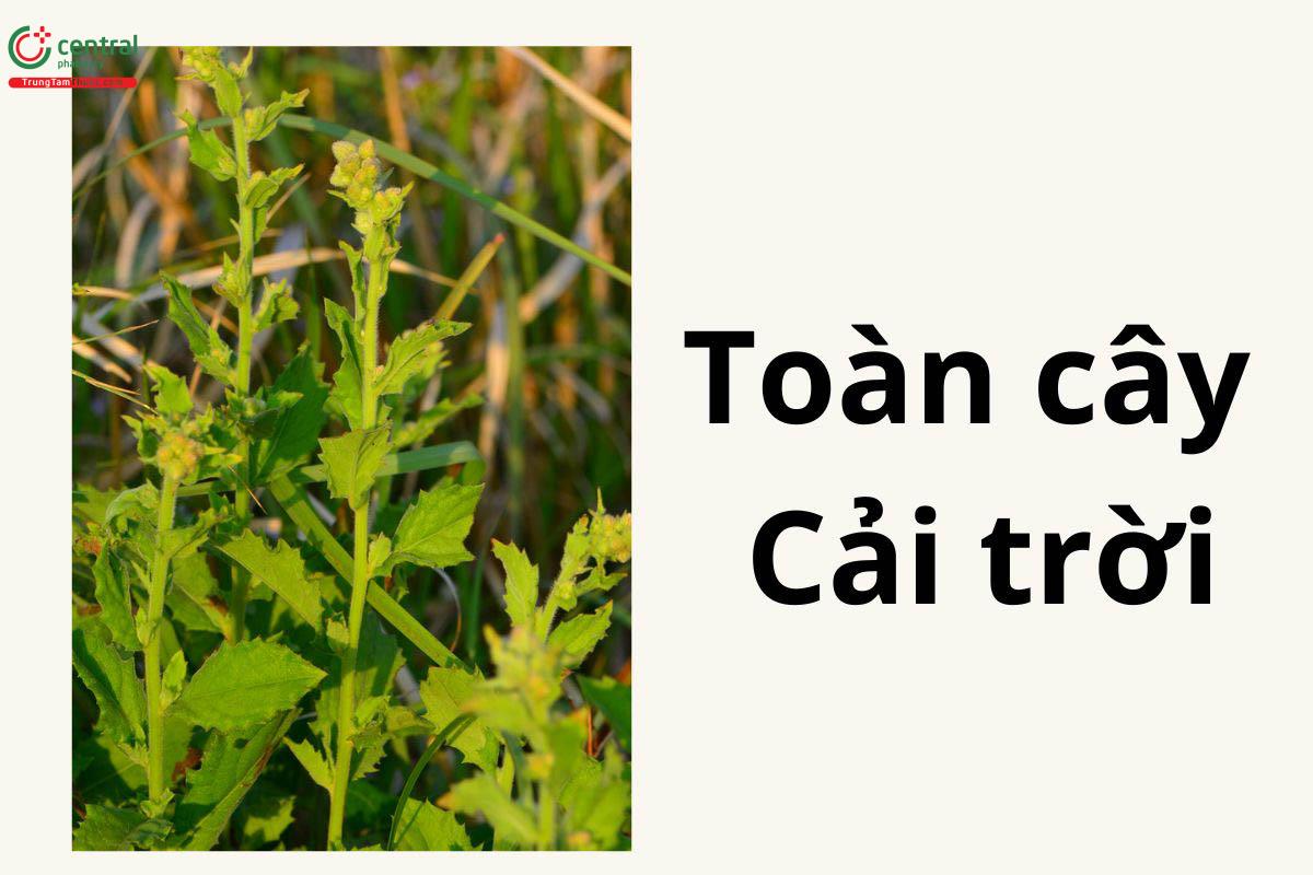 Toàn cây Cải trời