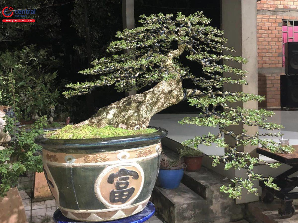 Cần thăng bonsai