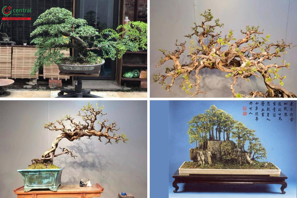 Hình ảnh cây Canh Châu