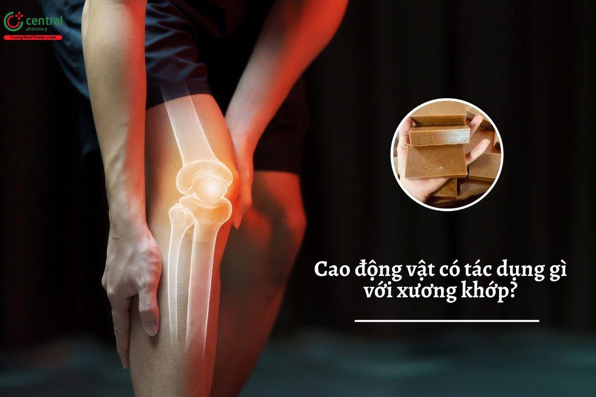 Cao động vật có tác dụng gì với xương khớp?