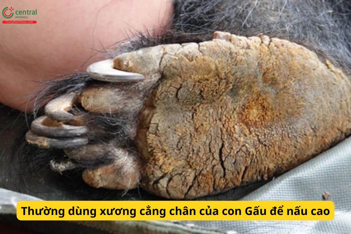 Cách nấu cao gấu