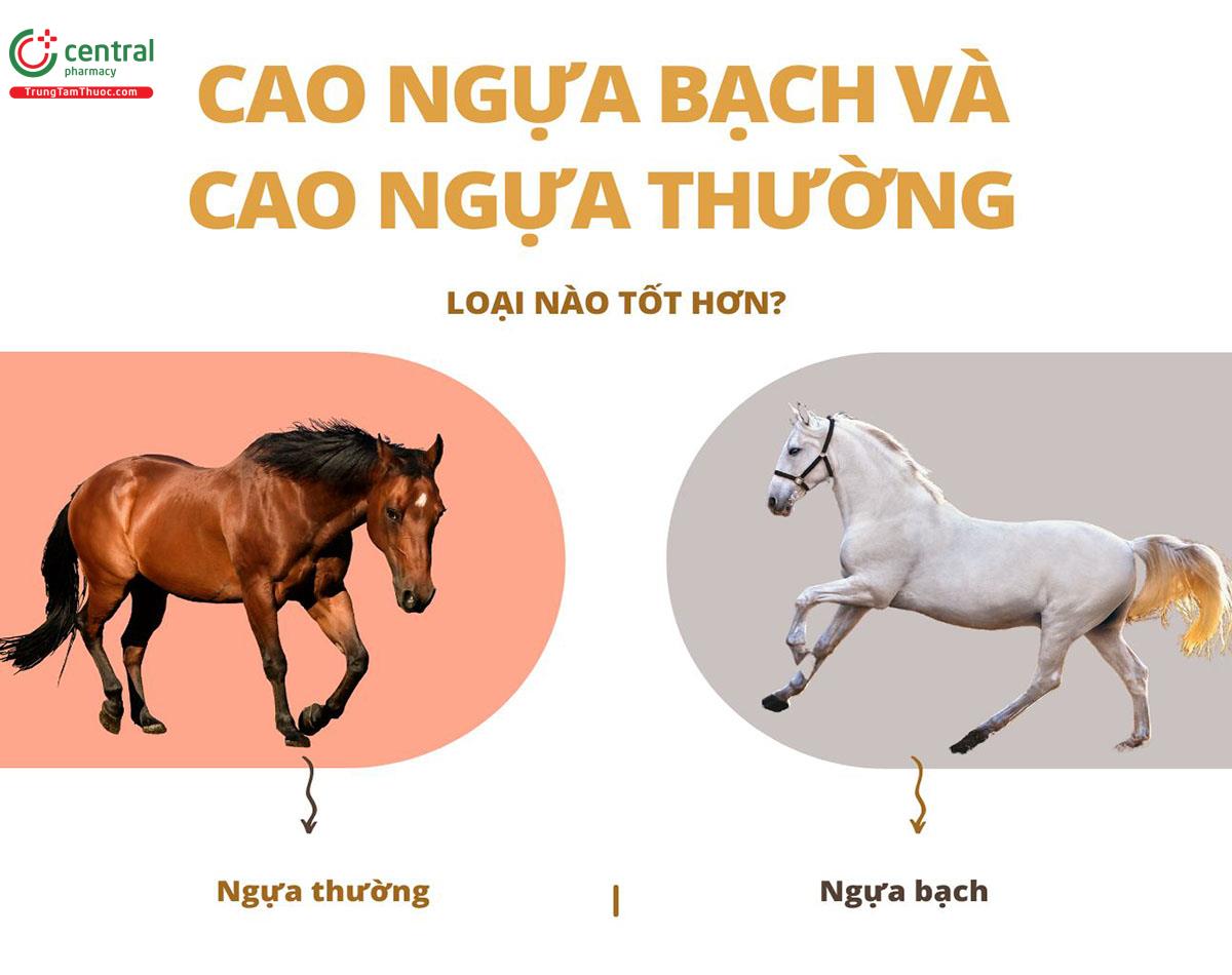 Cao ngựa bạch và cao ngựa thường loại nào tốt hơn?