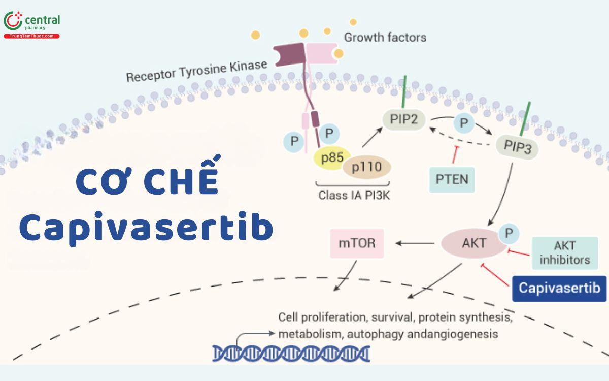 Cơ chế Capivasertib