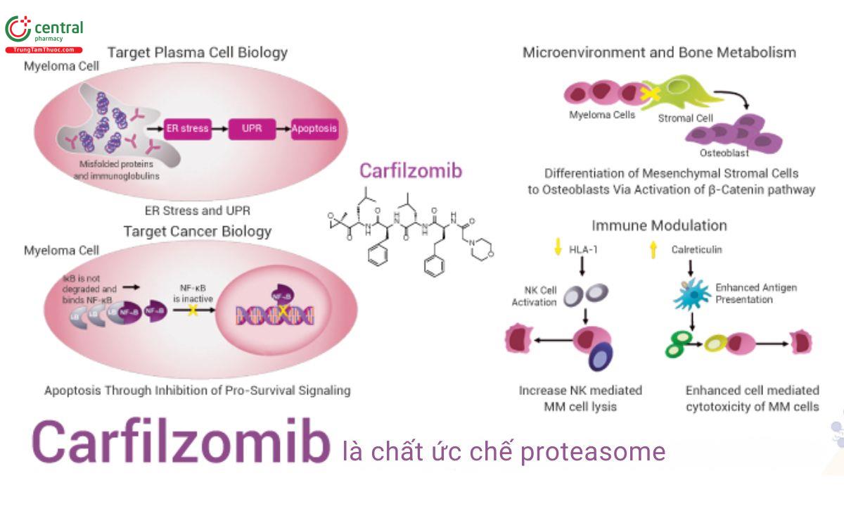 Cơ chế Carfilzomib