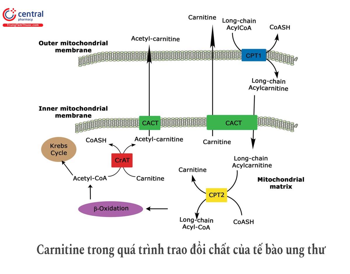 Vai trò của carnitine trong ung thư