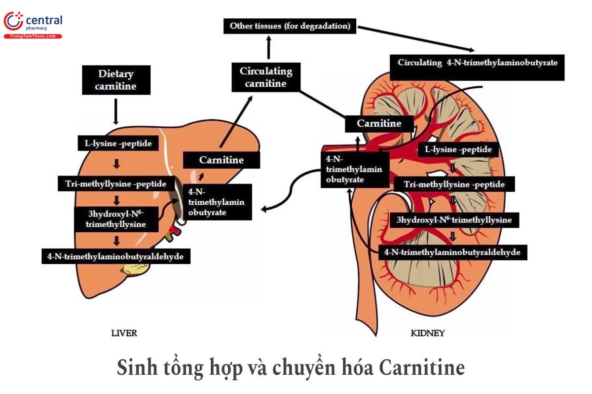 Sinh tổng hợp và chuyển hóa Carnitine trong cơ thể