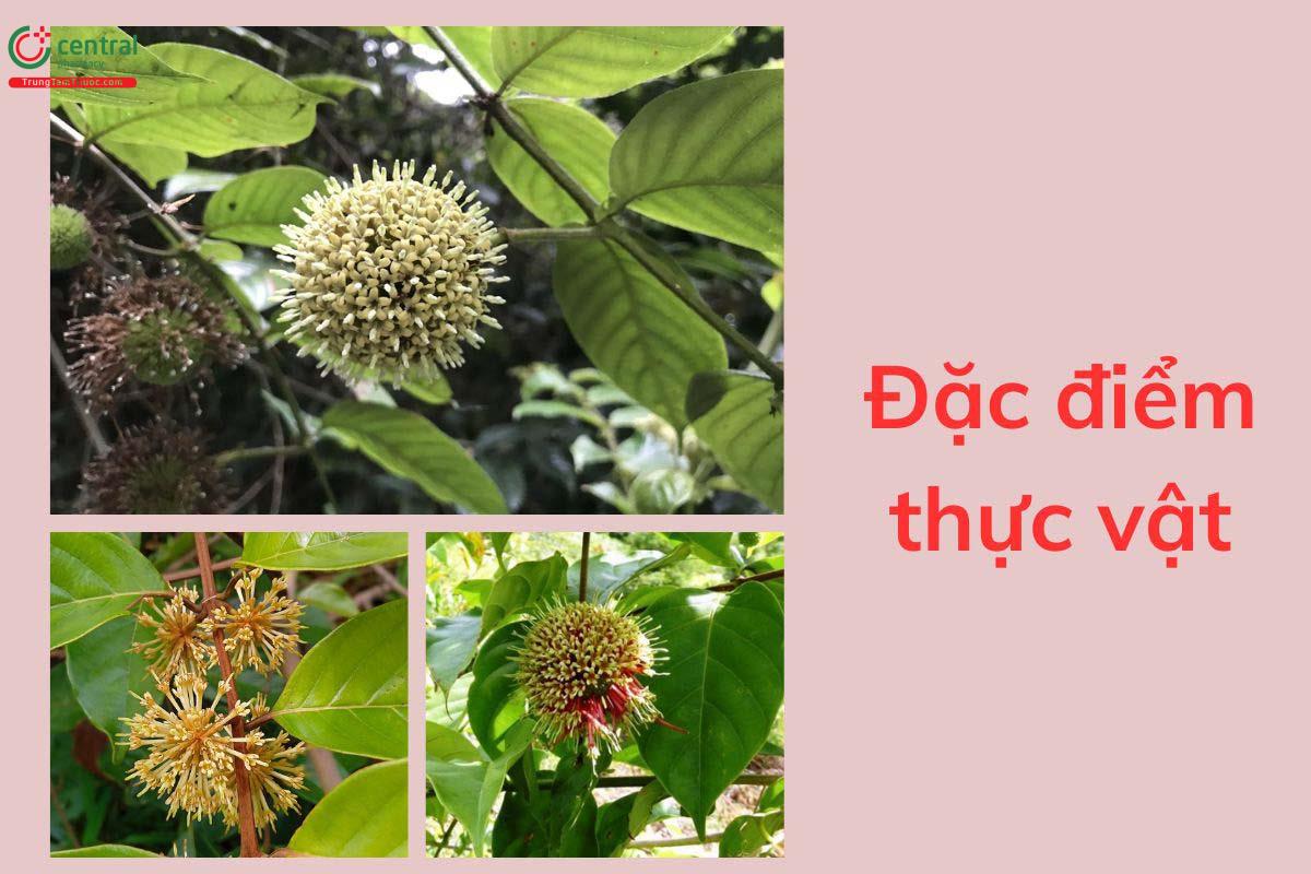 Đặc điểm thực vật