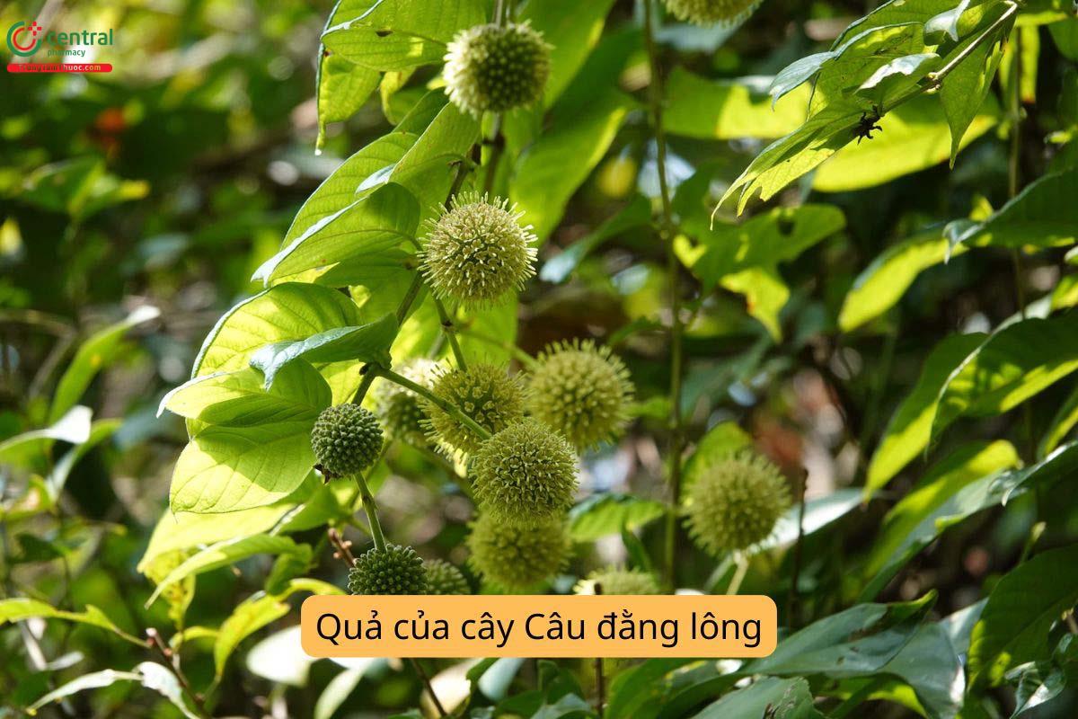 Cây Câu đằng lông