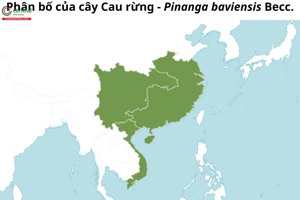 Cau rừng