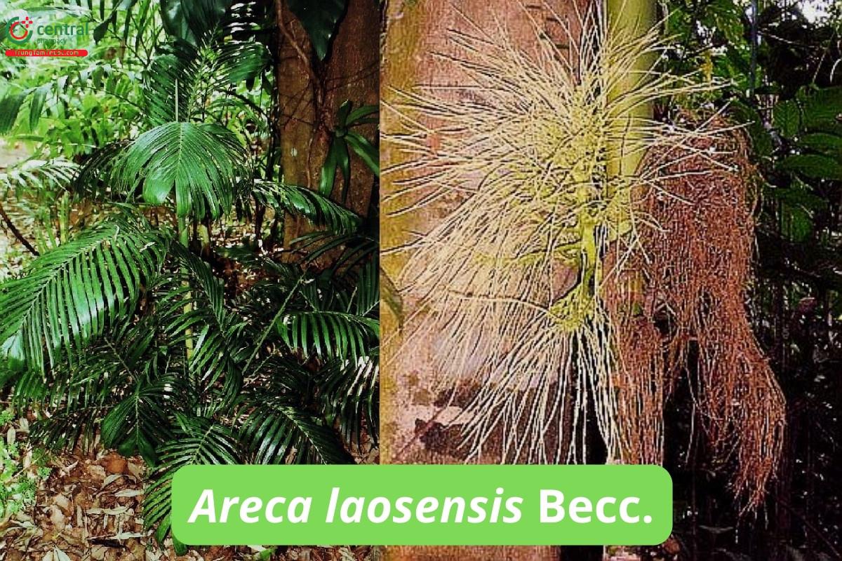 Cau rừng - Areca laosensis Becc.