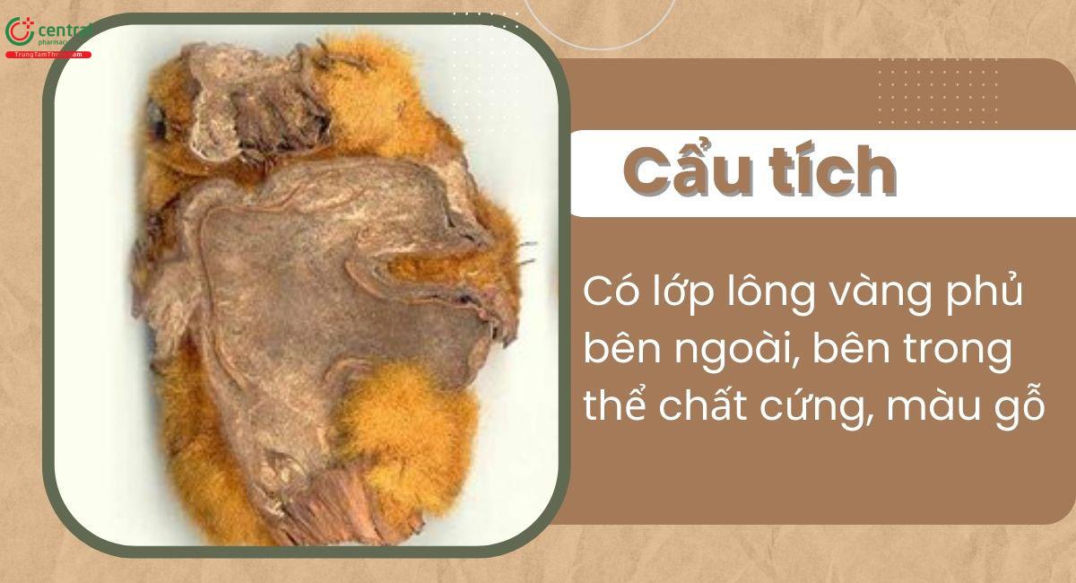 Cẩu tích