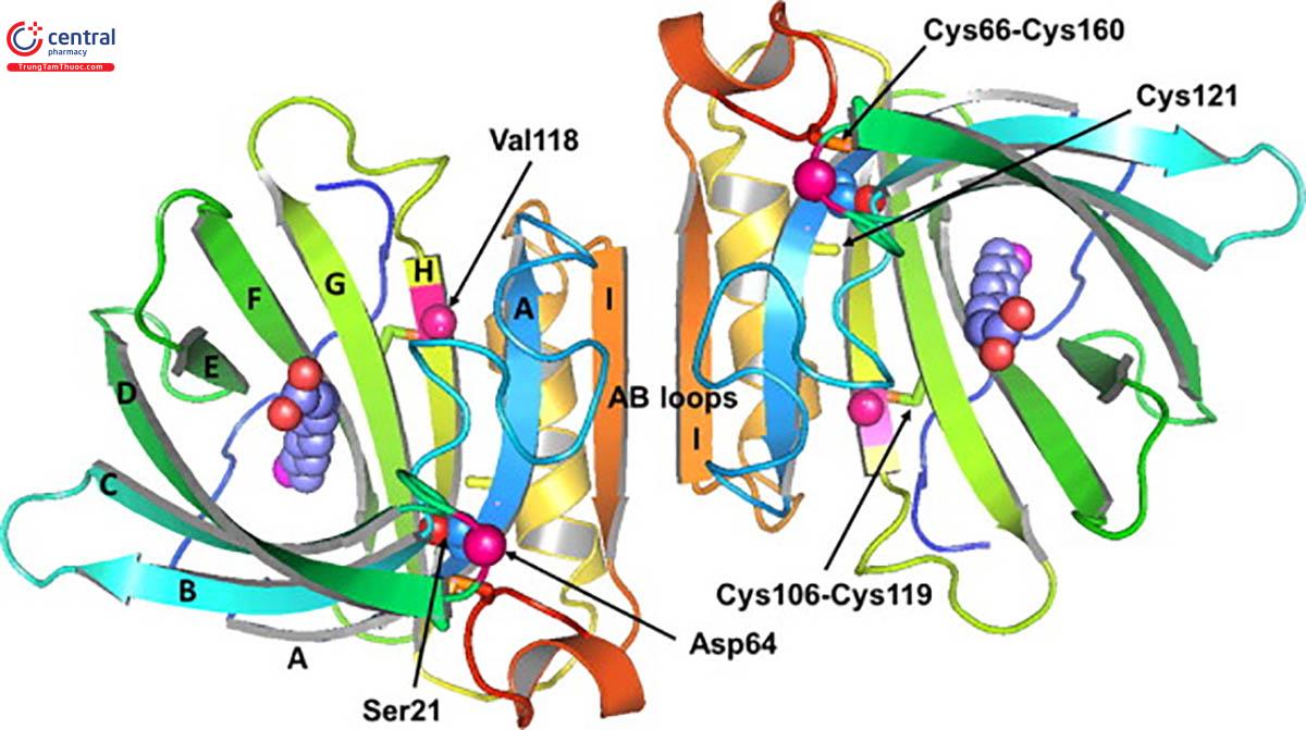 Cấu trúc Whey Protein