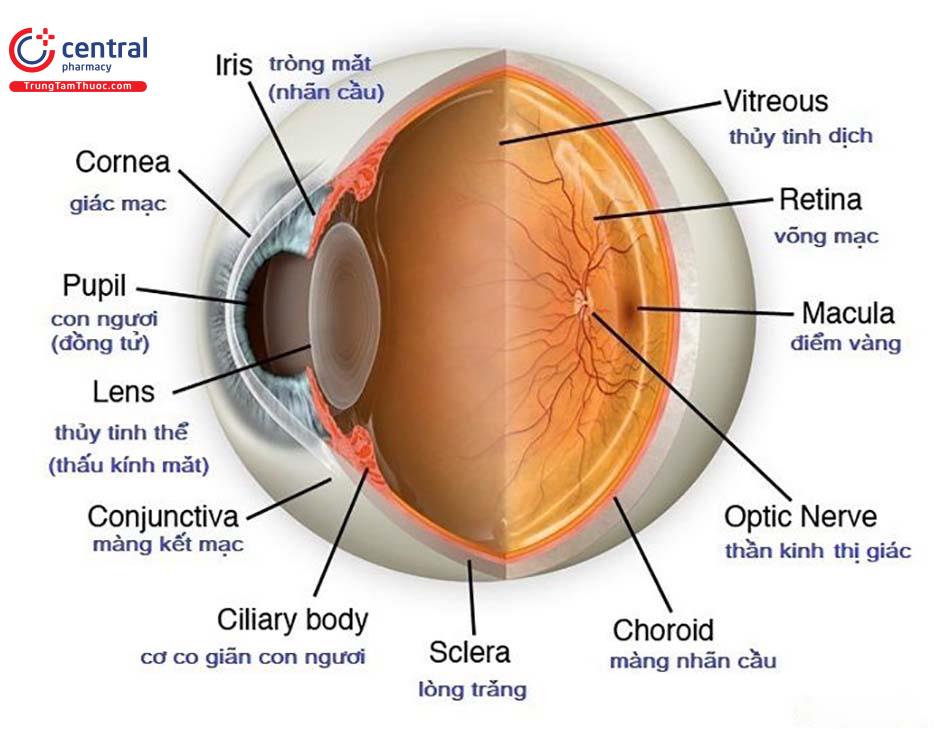 Hình ảnh cấu tạo của mắt