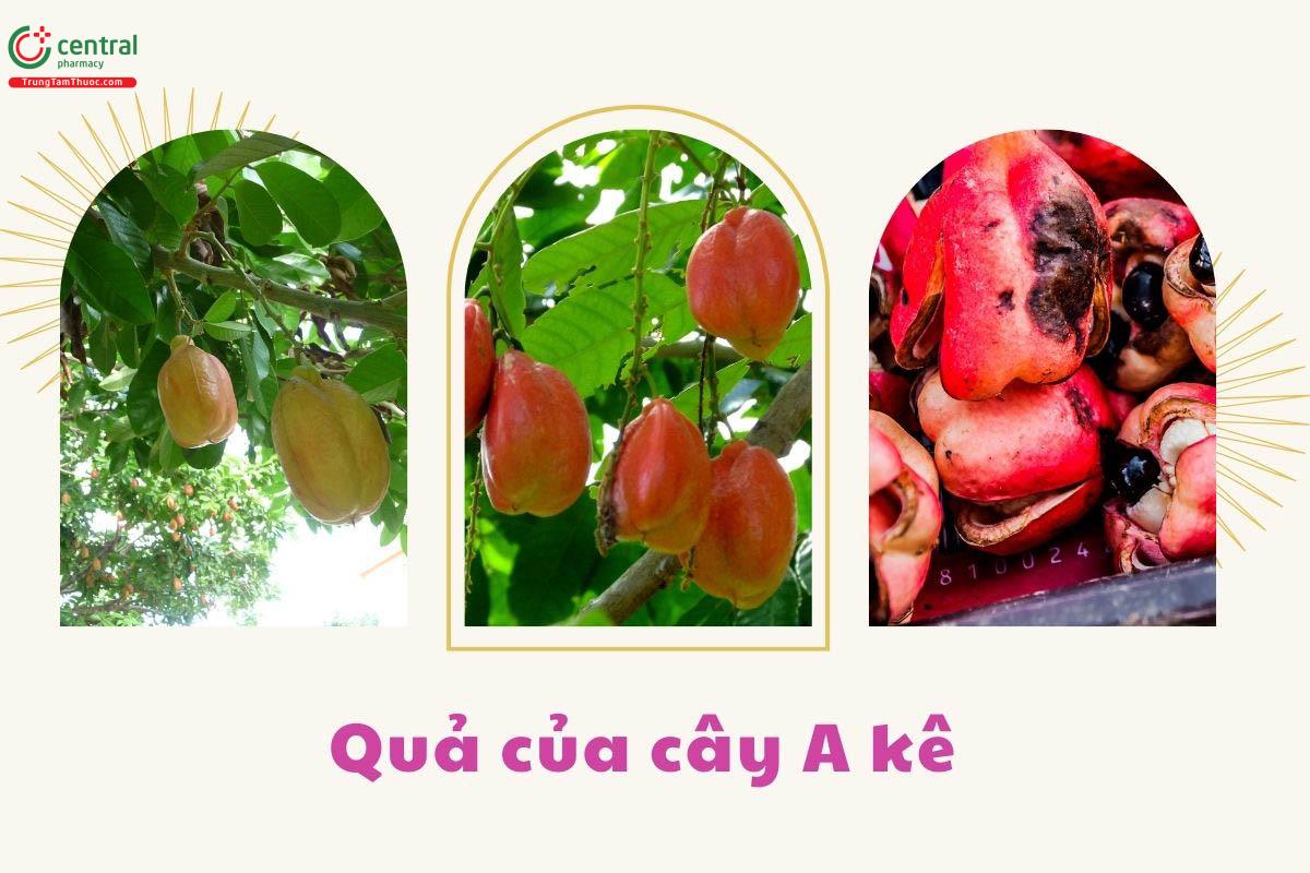 Quả của cây A kê