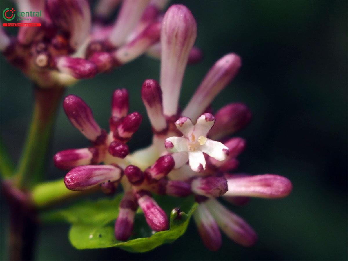 Hình ảnh hoa của cây Bầu Giác Tía