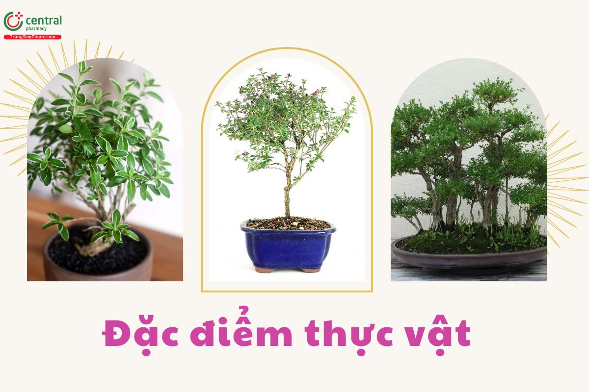 Đặc điểm thực vật của cây Bỏng Nẻ